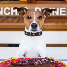 10 restaurantes pet friendly para levar o seu melhor amigo a jantar fora