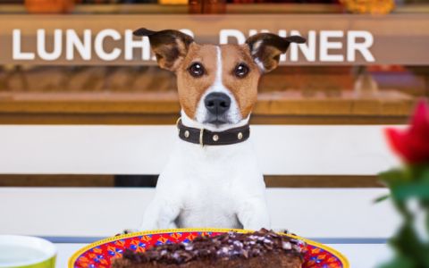 10 restaurantes pet friendly para levar o seu melhor amigo a jantar fora