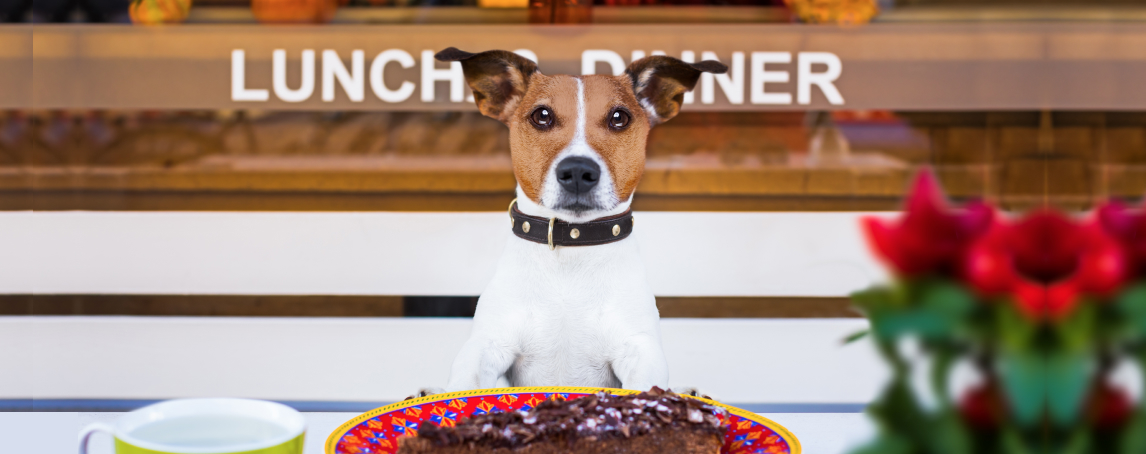 10 restaurantes pet friendly para levar o seu melhor amigo a jantar fora