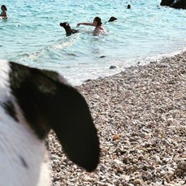 Praia para cães? Encontrámos uma incrível!