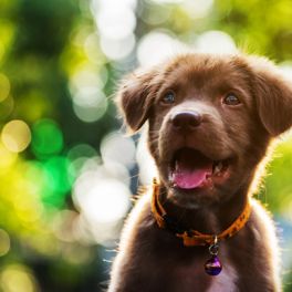 A nova tendência das creches para cães