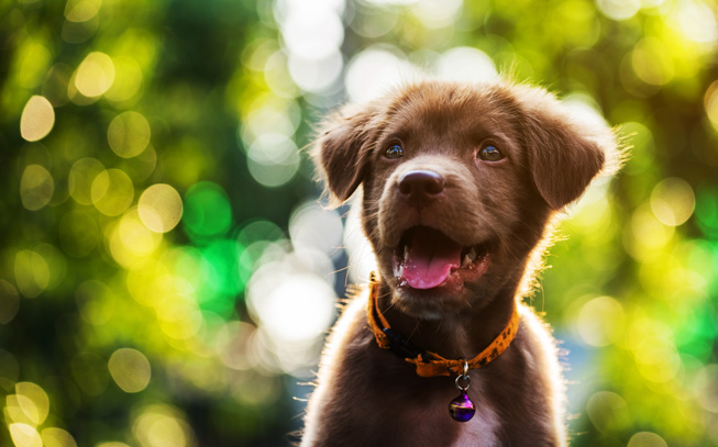 Creches para cães é a nova tendência em Portugal. Ainda bem!