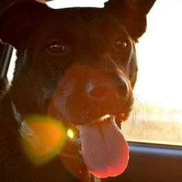 Truques para conseguir tirar fotos incríveis ao cão