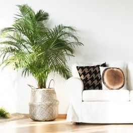 5 plantas fáceis de cuidar que vai desejar ter na sua casa