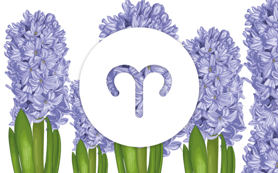 Flores para cada signo: saiba qual é a sua e como a tratar