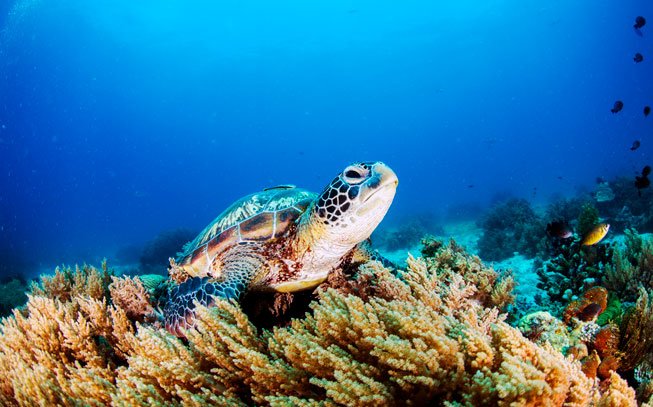 tartaruga no oceano pacífico. é urgente proteger os oceanos