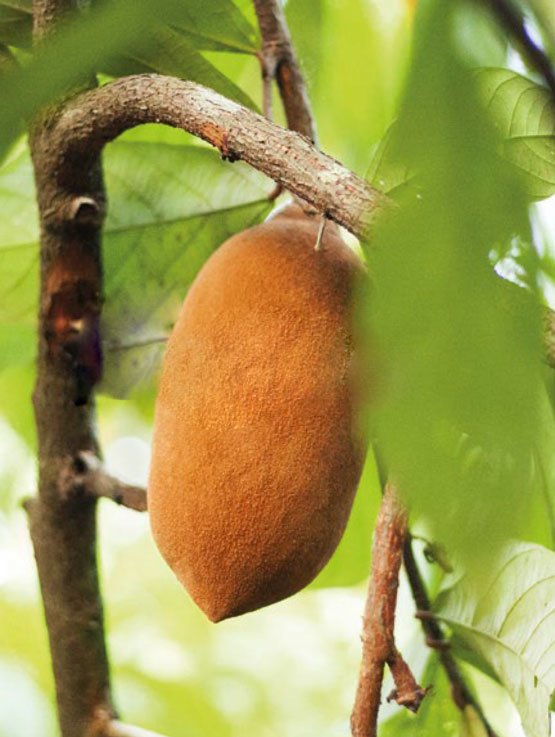 Fruto do Cupuaçu, Theobroma grandiflorum