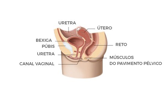 ilustração musculatura pélvica