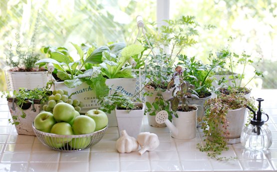 plantas aromáticas na cozinha