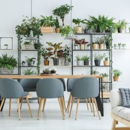 Aposte na decoração com plantas e tenha uma casa alegre e purificada