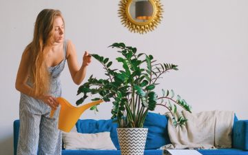 As plantas podem mesmo ajudar no Feng Shui da sua casa. Saiba como