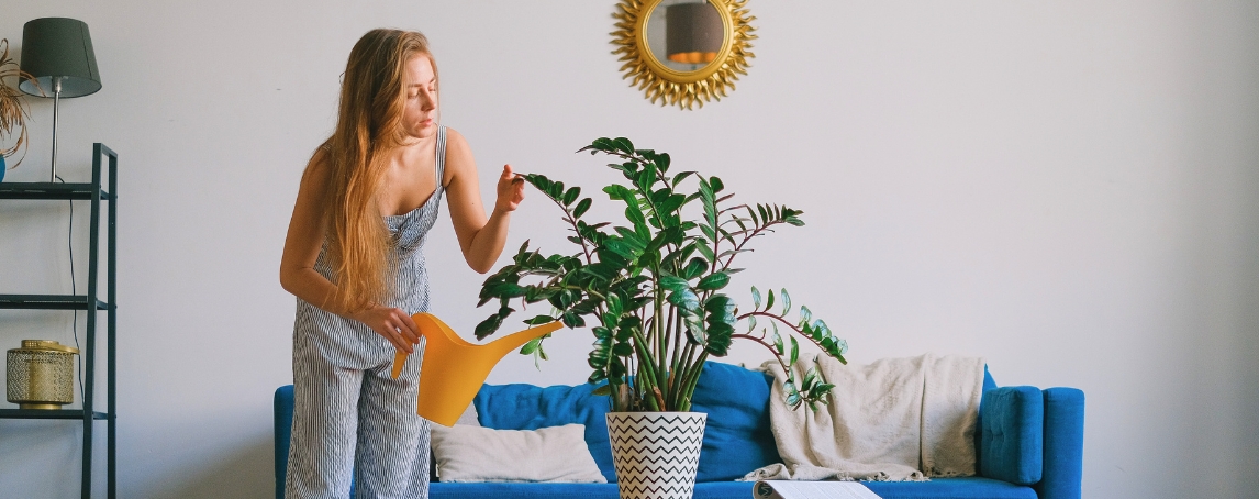 As plantas podem mesmo ajudar no Feng Shui da sua casa. Saiba como