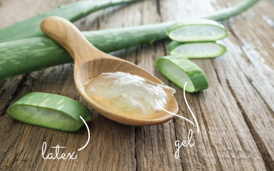 infografia aloe vera com latex e gel