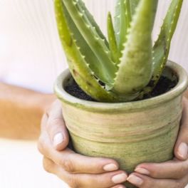 As razões porque precisa de aloe vera na sua vida (e corpo) estão aqui