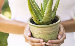 As razes porque precisa de aloe vera na sua vida (e corpo) esto aqui