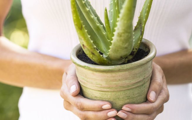 planta aloe vera