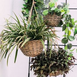 Estes são os 5 cuidados básicos que deve ter com as suas plantas