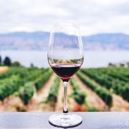 O mistério da dieta do vinho e o impacto desta bebida na perda de peso