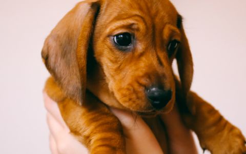 Sabia que gostar de cães é genético?