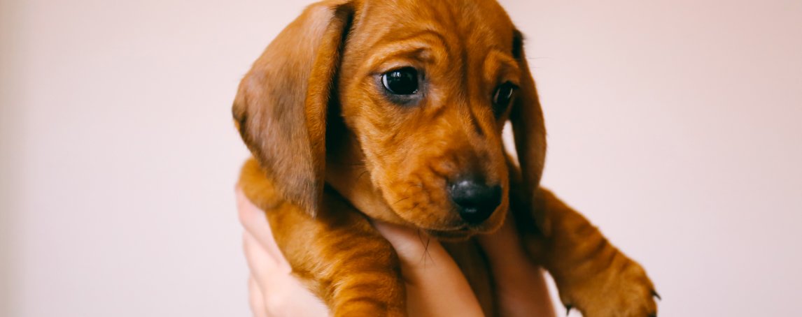 Sabia que gostar de cães é genético?