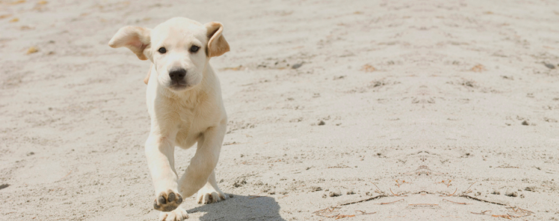 12 filmes de cães para quando precisa de uma dose de fofura