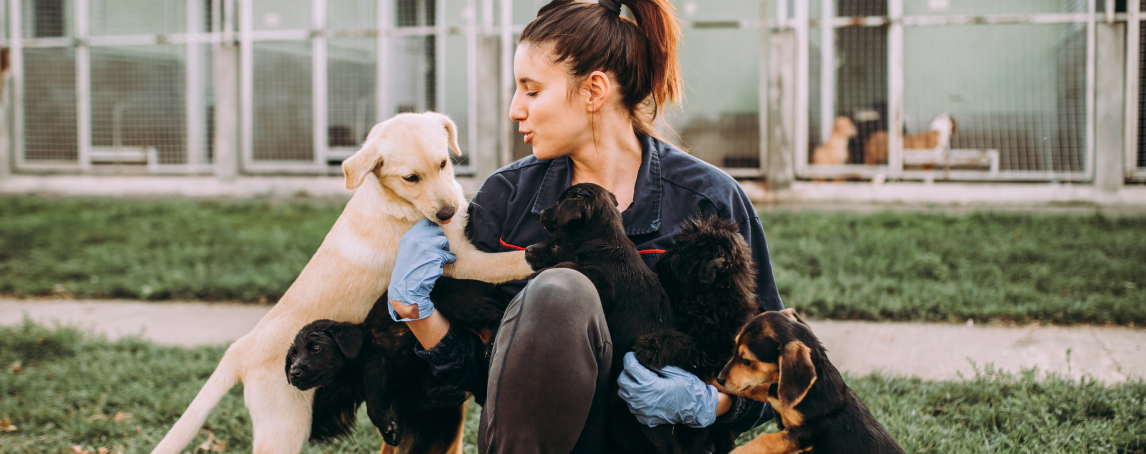 Os cães sabem quando alguém não é de confiança, conclui estudo