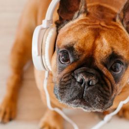 Antes de deixar o seu animal de estimação sozinho em casa, ponha esta playlist a tocar