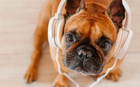 Antes de deixar o seu animal de estimação sozinho em casa, ponha esta playlist a tocar