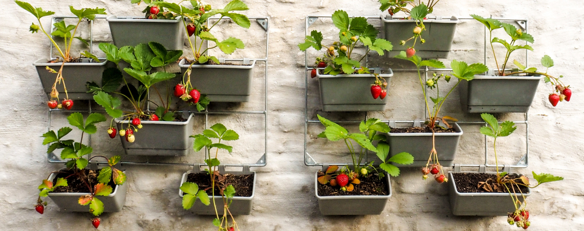 8 passos essenciais para criar uma horta urbana