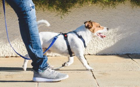 Cuidados a ter com o seu animal de estimação durante a pandemia