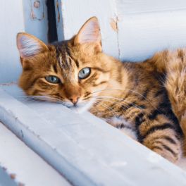 Não sabe onde deixar o seu amigo de quatro patas nas férias? Veja as nossas sugestões