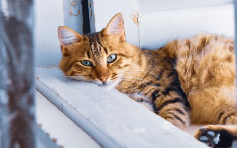 Não sabe onde deixar o seu amigo de quatro patas nas férias? Veja as nossas sugestões