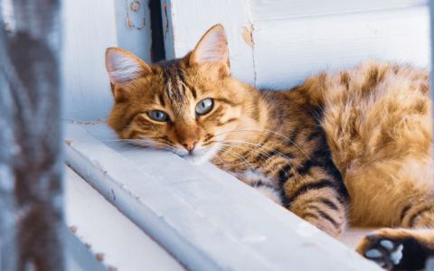 Não sabe onde deixar o seu amigo de quatro patas nas férias? Veja as nossas sugestões