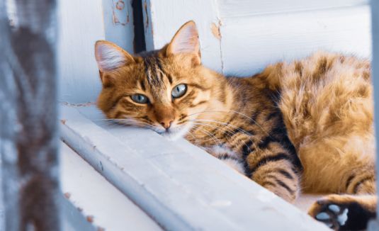 Não sabe onde deixar o seu amigo de quatro patas nas férias? Veja as nossas sugestões