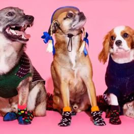 20 presentes para oferecer aos amigos de quatro patas