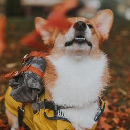 5 dicas para cuidar do seu cão na estação mais fria do ano