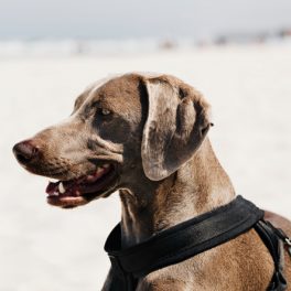 A importância da desparasitação para manter o seu animal saudável