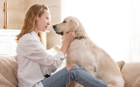 Estará o seu animal de companhia velho? Saiba o que fazer para o ajudar