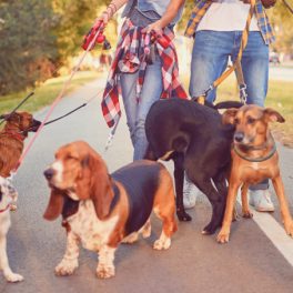Um dog walker pode ser a solução para os seus problemas
