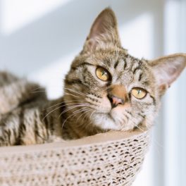 Saiba como combater a obesidade nos animais de estimação