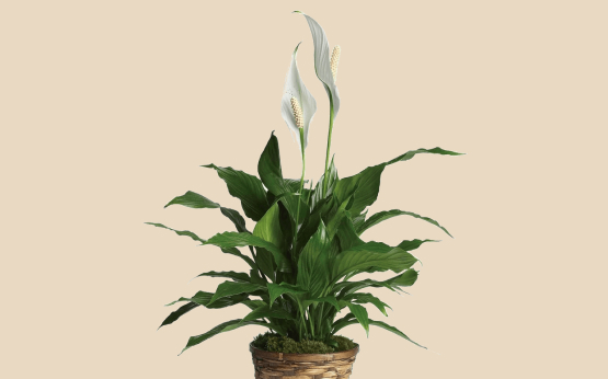 peace lilly