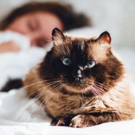 Costuma deixar o seu gato dormir consigo? Descubra alguns benefícios