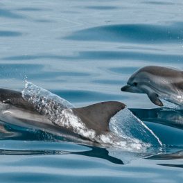 “Ter golfinhos no Tejo é único. Não há nenhuma capital europeia com um património destes”