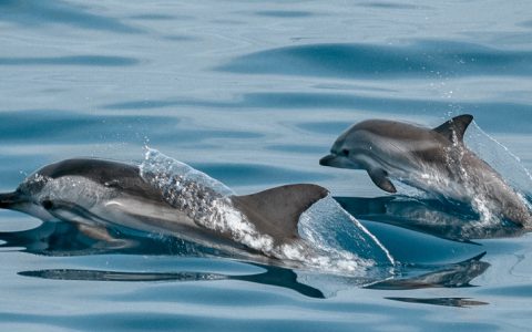“Ter golfinhos no Tejo é único. Não há nenhuma capital europeia com um património destes”