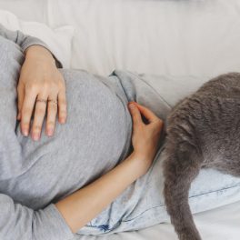 Está grávida? Saiba que cuidados deve ter com o seu gato