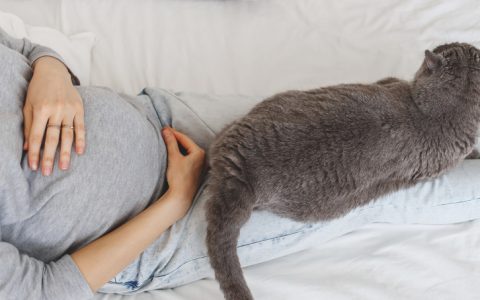 Está grávida? Saiba que cuidados deve ter com o seu gato