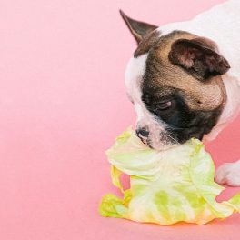 Dieta BARF: saiba tudo sobre esta alimentação natural para animais