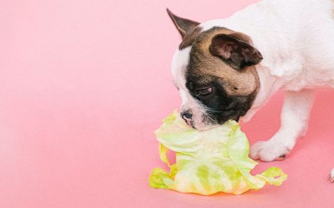 Dieta BARF: saiba tudo sobre esta alimentação natural para animais