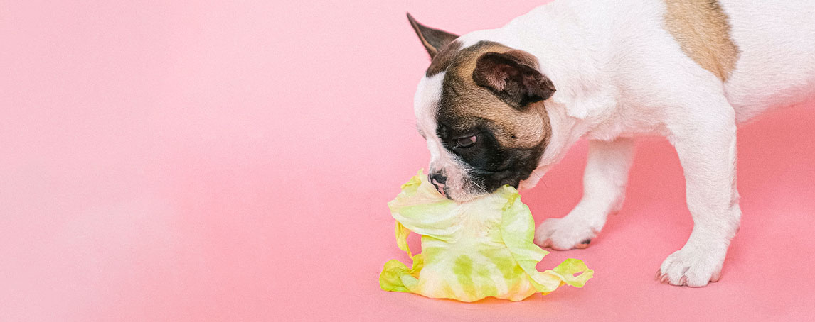 Dieta BARF: saiba tudo sobre esta alimentação natural para animais