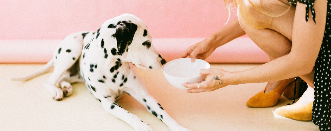 6 dicas a ter em conta quando adotar um animal de estimação